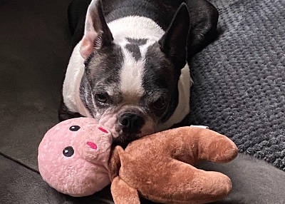 Houston Humane Society | Happy Tail Wilbur