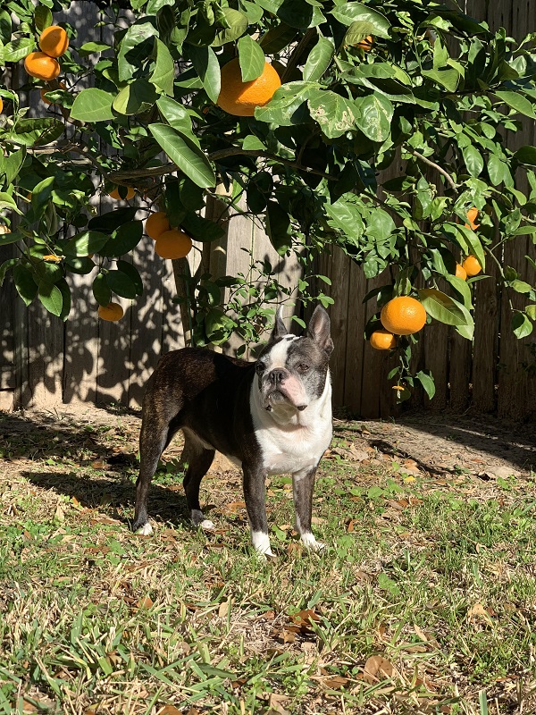 htdozer2