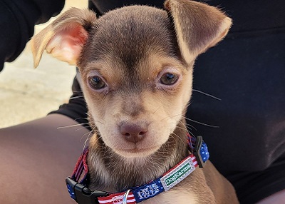 Houston Humane Society | Happy Tail Dusty