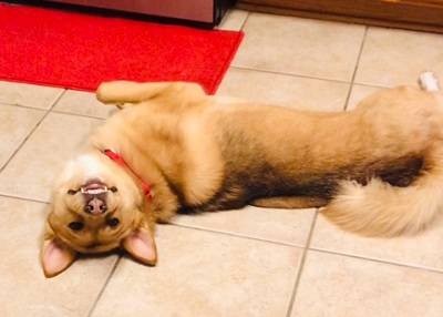 Houston Humane Society | Happy Tail Eevee