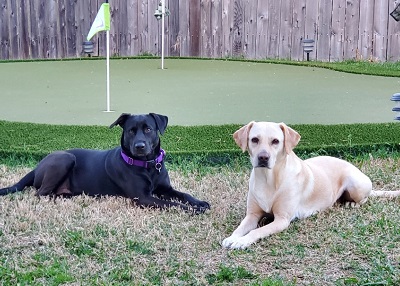 Houston Humane Society | Happy Tail Ella & Marcy