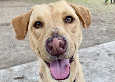 Houston Humane Society | Happy Tail Ellie