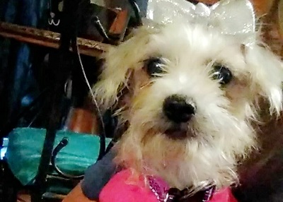 Houston Humane Society | Happy Tail Ellie May