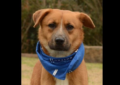Houston Humane Society | Happy Tail Ephraim