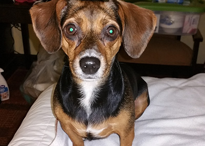Houston Humane Society | Finlee Fiona