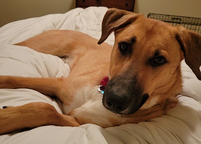 Houston Humane Society | Happy Tail Finn
