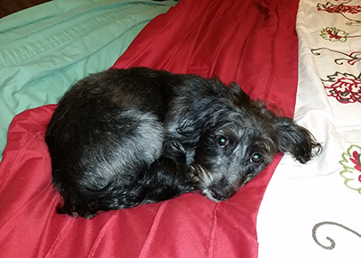 Houston Humane Society | Happy Tail Frankie
