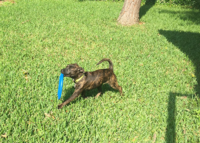 Houston Humane Society | Happy Tail Fritz
