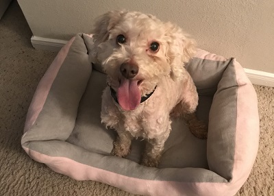 Houston Humane Society | Happy Tail Gigi