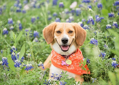 Houston Humane Society | Happy Tail Gigi