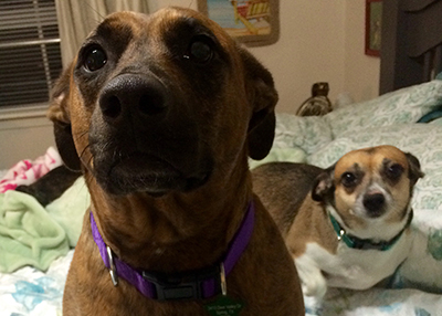 Houston Humane Society | Happy Tail Ginger and Buffy