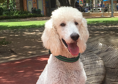 Houston Humane Society | Happy Tail Goose
