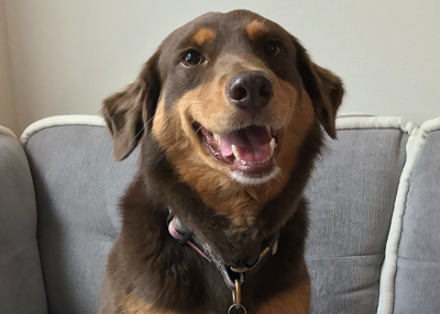 Houston Humane Society | Happy Tail Grace