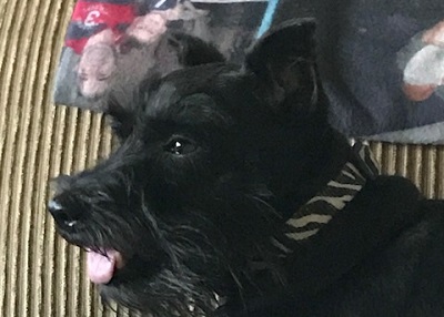 Houston Humane Society | Happy Tail Gracie