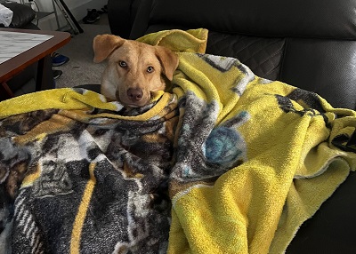 Houston Humane Society | Happy Tail Gunner