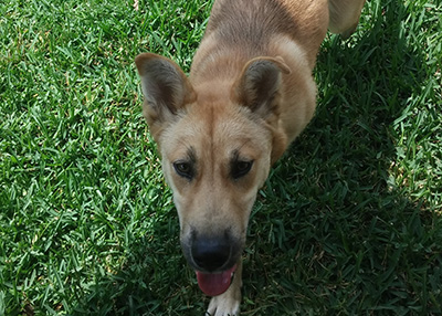 Houston Humane Society | Happy Tail Hannah