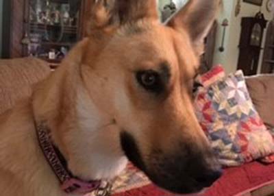 Houston Humane Society | Happy Tail Hanah