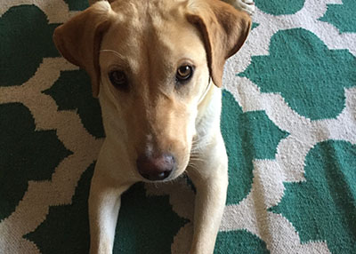 Houston Humane Society | Happy Tails Hannah