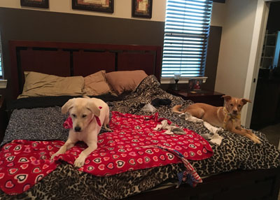 Houston Humane Society | Happy Tail Harley & Harley Quinn