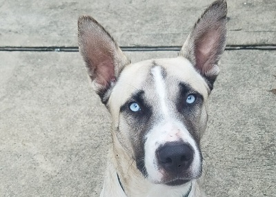Houston Humane Society | Happy Tail Hatchi