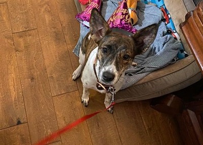 Houston Humane Society | Happy Tail Hazel