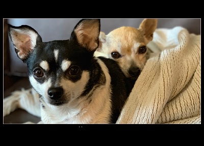 Houston Humane Society | Happy Tail Henry & Winston