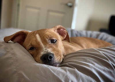 Houston Humane Society | Happy Tail Hermione