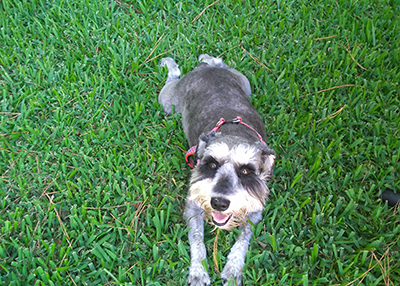 Houston Humane Society | Happy Tail Hero