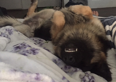 Houston Humane Society | Happy Tail Hersey