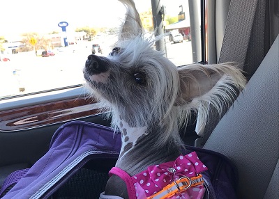 Houston Humane Society | Happy Tail Hinata Evette