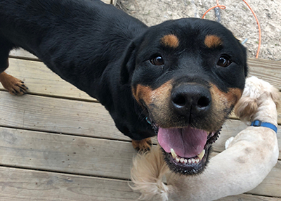 Houston Humane Society | Happy Tail Inca