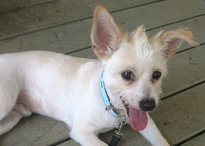 Houston Humane Society | Happy Tail Jackson