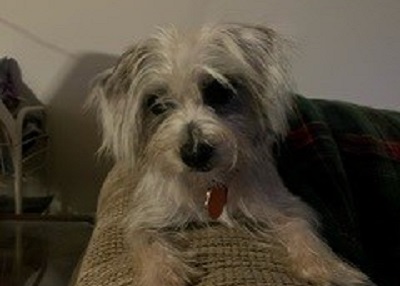 Houston Humane Society | Happy Tail Jack Sparrow