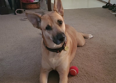 Houston Humane Society | Happy Tail Jasmine