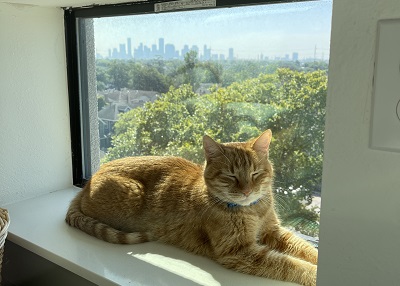 Houston Humane Society | Happy Tail Jersey