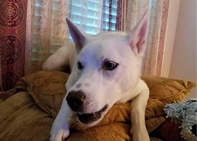 Houston Humane Society | Happy Tail Joker