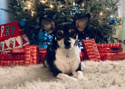 Houston Humane Society | Ju-Ju