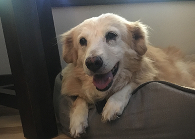 Houston Humane Society | Happy Tail Juniper