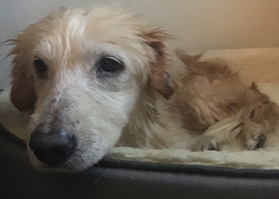 Houston Humane Society | Happy Tail Juniper