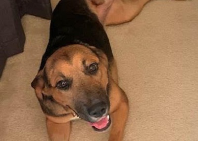Houston Humane Society | Happy Tail Kai