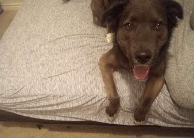 Houston Humane Society | Happy Tail Karana