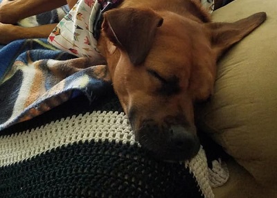 Houston Humane Society | Happy Tail Katniss