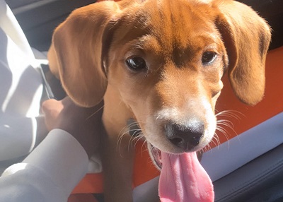 Houston Humane Society | Happy Tail King