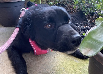 Houston Humane Society | Happy Tail Koda
