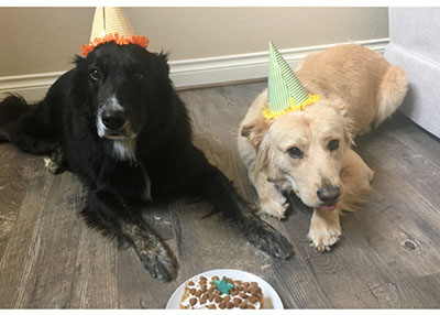 Houston Humane Society | Happy Tail Kona