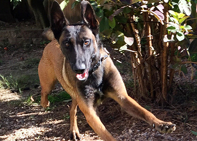 Houston Humane Society | Happy Tail Konan