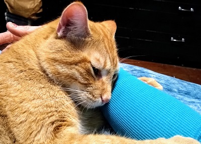 Houston Humane Society | Happy Tail Korben