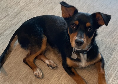 Houston Humane Society | Happy Tail Korra