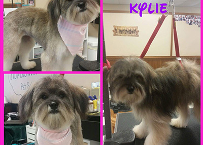Houston Humane Society | Happy Tail Kylie