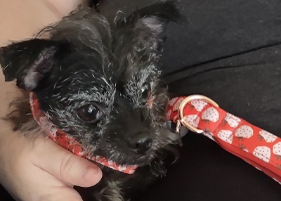 Houston Humane Society | Happy Tail Ladybug